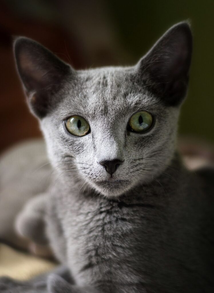 A close-up image of different cat breeds showcasing their unique characteristics and appearances.pet